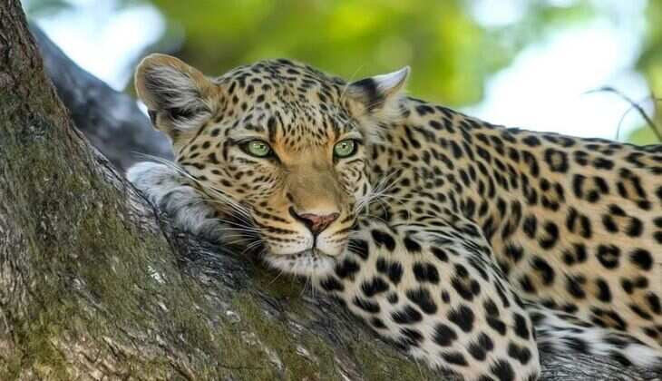 Leopard Transfer Deal Sparks Wildlife Debate: Forest Dept Bows to Ambani's 'Vantara' Again? 15 Tigers Before, Now 50 Leopards in the Spotlight!