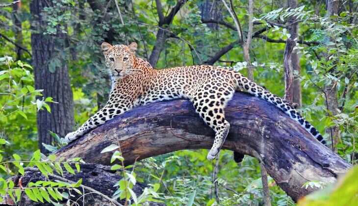 Maharashtra Relocates Leopards to Gujarat, Sparks Conservation Debate
