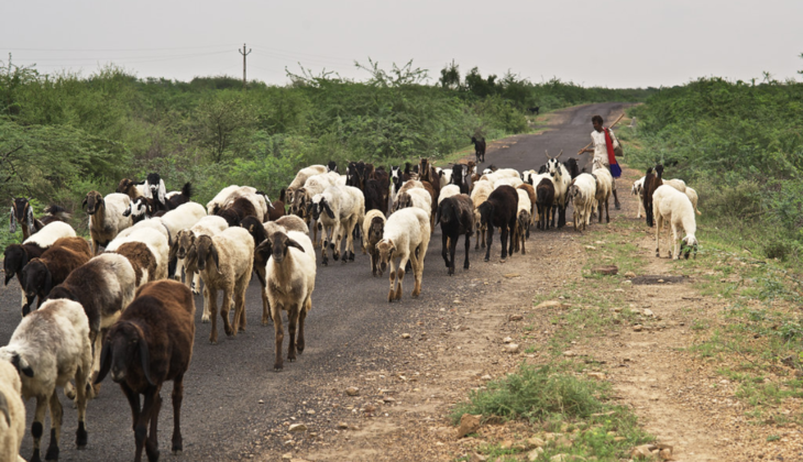 India’s ₹200 Crore Livestock Census Kicks Off: Counting Cows, Goats, and Jobs Nationwide!
