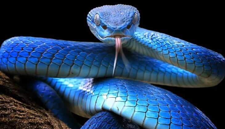 Man Dies After Snake Bite; Locals Burn Snake on Funeral Pyre in Chhattisgarh