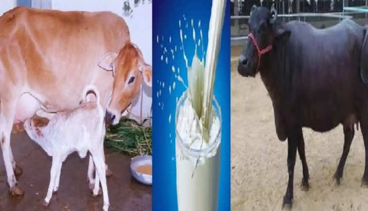 Milk: गाय और भैंस के दूध में कौन सा है सबसे बेहतर, यहां देंखे अंतर