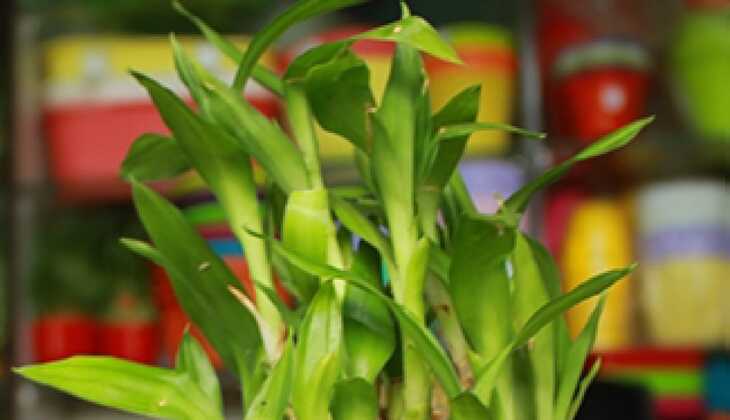 Bamboo plant benefits