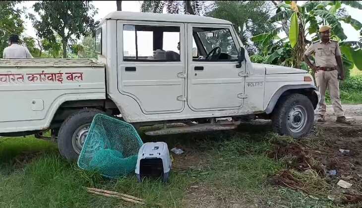 Ongoing Jackal Attacks in Muzaffarpur Leave Over 24 Injured; Forest Department Launches Rescue Operation