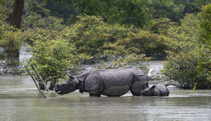 Assam Floods Devastate Wildlife: 511 Animals Lost Over Five Years