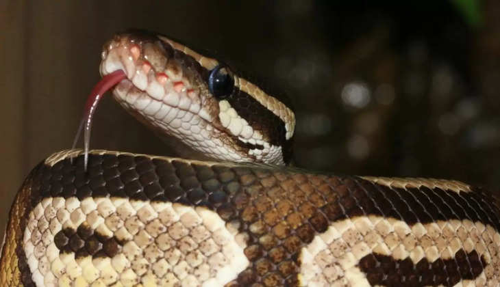 Snake Bite Death: अब सांप काटने पर सरकार देगी 4 लाख रूपये, पढ़े पूरी खबर 
