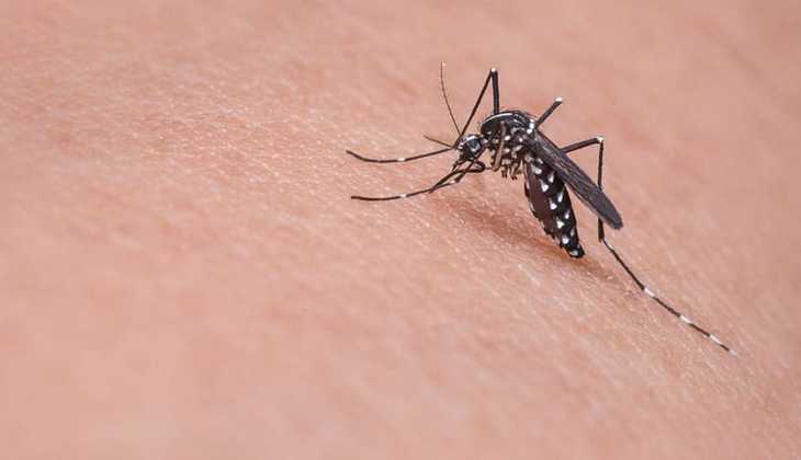 Dengu malaria safety tips