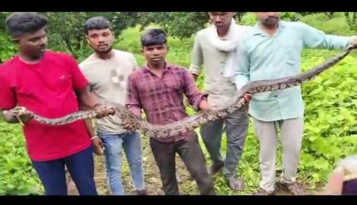 12 Foot Python Discovered in Akola Farmer Field Safely Rescued and Released