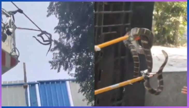 Giant King Cobra Makes a Grand Debut in the National Capital: Watch How Rescue Operations Unfolded!