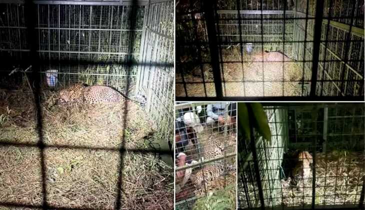 Leopard Captured After Causing Panic in Bengaluru Electronic City