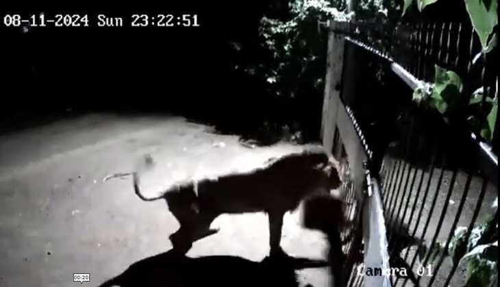 Brave Village Dogs Stand Firm Against Lions in Amreli: Viral Video Captures Stunning Encounter