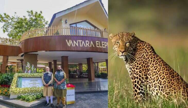 Maharashtra Plans to Move 50 Leopards to Vantara: Inside Anant Ambani&rsquo;s Massive Wildlife Rescue Centre in Jamnagar