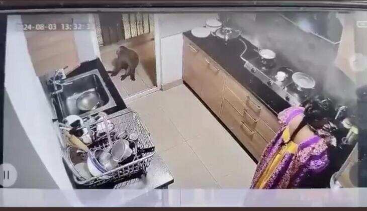 Greater Noida Woman Attacked by Monkey While Working in Kitchen