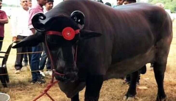 Parminder Gill buffalo Anmol