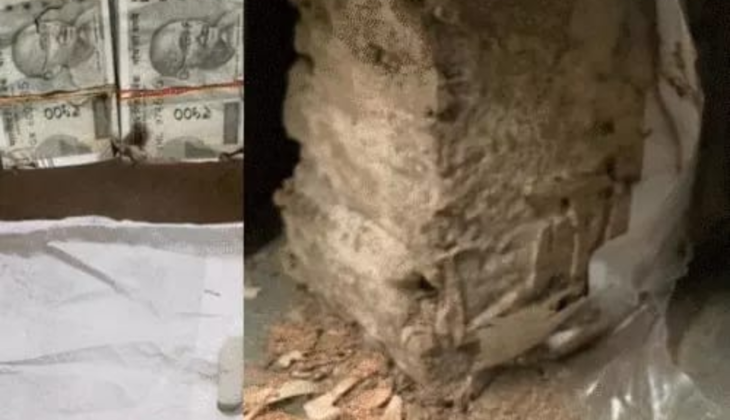 Termites Destroy ₹5 Lakh in Noida Bank Locker, Customer Demands Refund