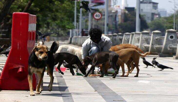 Dog Lover in Noida Files Complaint: Harassment Over Feeding Strays Sparks Controversy in Society