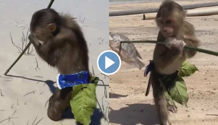 Monkey Viral Video