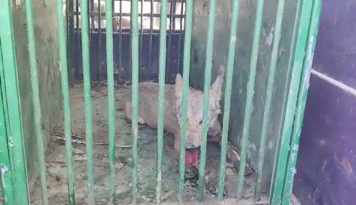 Operation Bhediya in Bahraich: Bloodthirsty Wolf Captured, Watch the Video