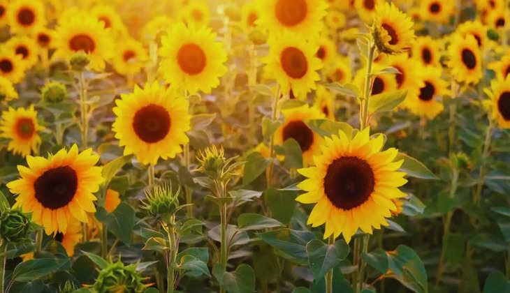 शादी की 50वीं सालगिरह पर पति ने दिया खास गिफ्ट, 80 एकड़ जमीन पर उगा डाले 12 लख सूरजमुखी फूल
