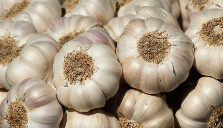 UP takes bold step: Producing garlic at cheap seeds for the farmers as state tries to spice up garlic production