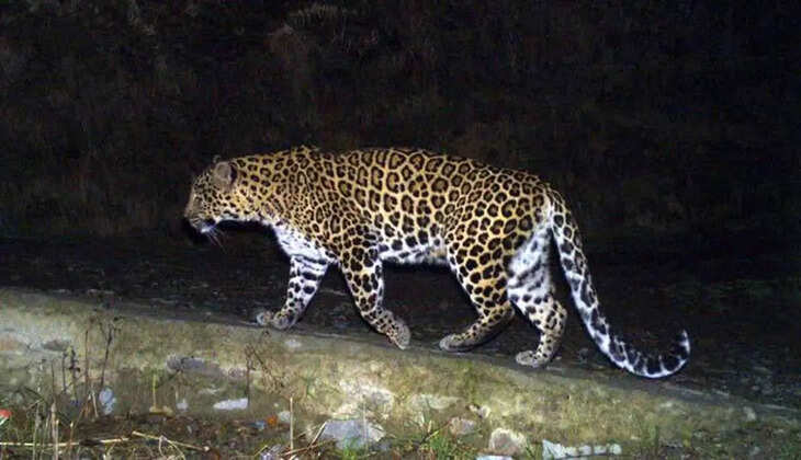 Leopards Relocated to Jamnagar Zoo Following Increased Attacks in Pune Junnar
